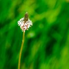 Spitzwegerich (Plantago lanceolata)