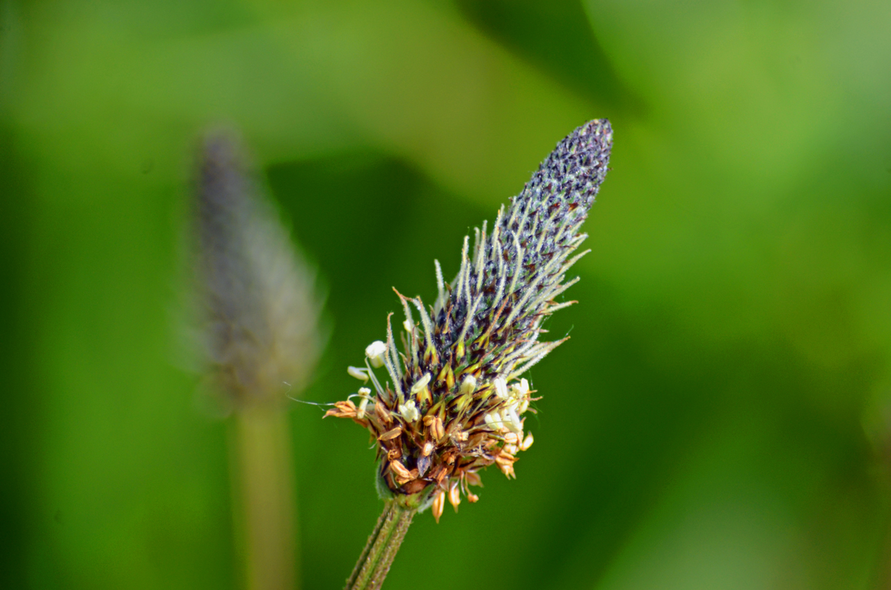 Spitzwegerich (Plantago lanceolata)