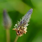 Spitzwegerich (Plantago lanceolata)