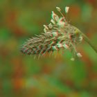 Spitzwegerich - Plantago lanceolata - Anaglyphen