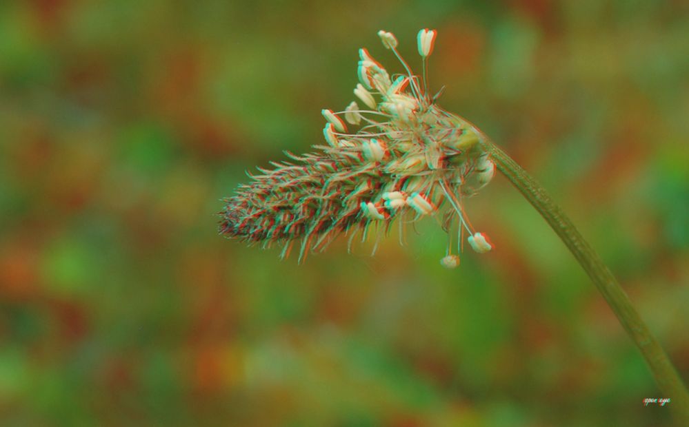 Spitzwegerich - Plantago lanceolata - Anaglyphen