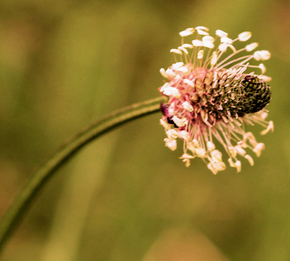 Spitzwegerich (Plantago lanceolata)