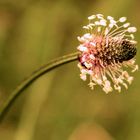 Spitzwegerich (Plantago lanceolata)