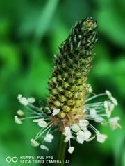 Spitzwegerich (Plantago lanceolata)