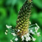 Spitzwegerich (Plantago lanceolata)