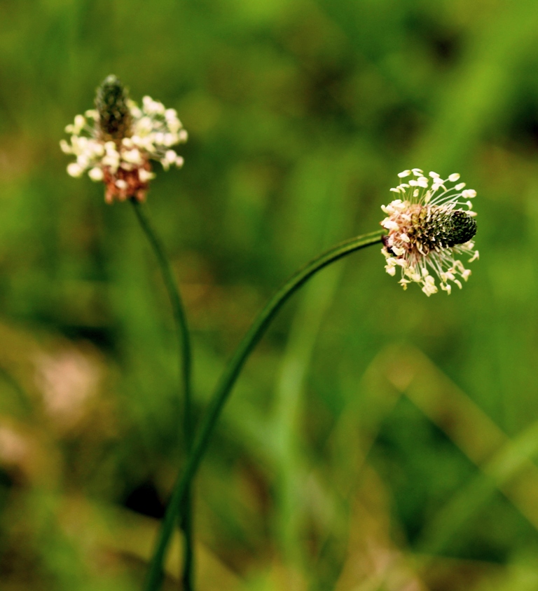 Spitzwegerich (Plantago lanceolata)