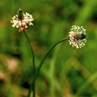 Spitzwegerich (Plantago lanceolata)