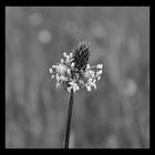 Spitzwegerich - Plantago lanceolata