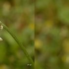 Spitzwegerich - Plantago lanceolata - Kreuzblick Stereos