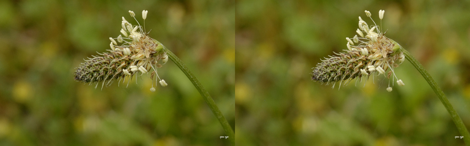 Spitzwegerich - Plantago lanceolata - Kreuzblick Stereos