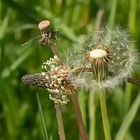 Spitzwegerich trifft Löwenzahn