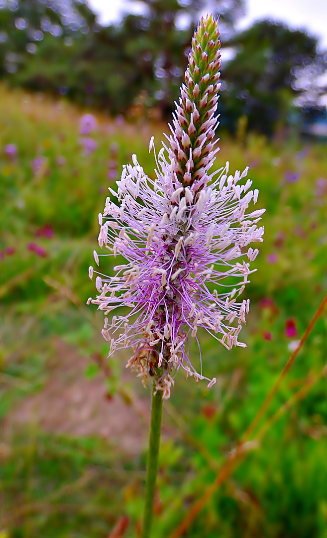 Spitzwegerichblüte.