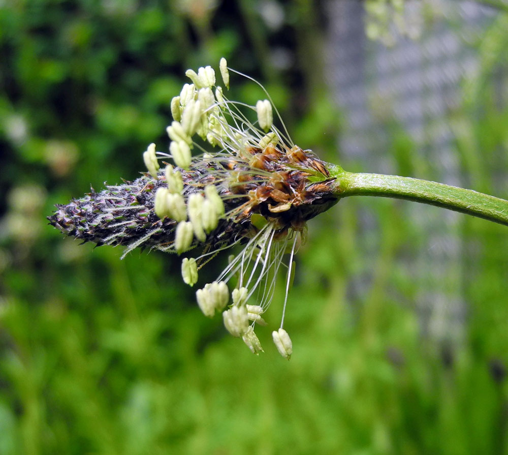 Spitzwegerichblüte