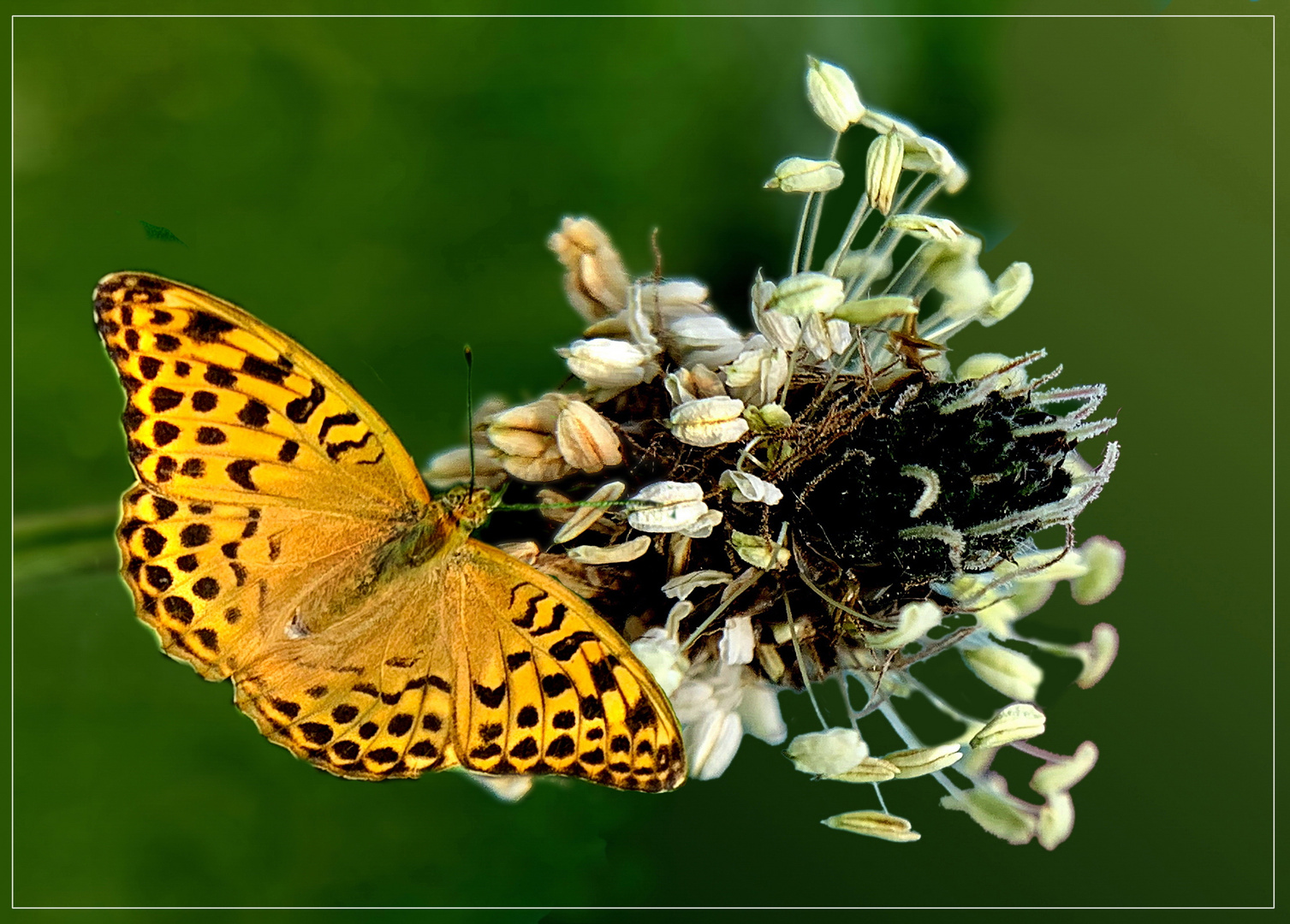 Spitzwegerichblüte mit Weibchen vom Kaisermantel (Argynnis paphia)