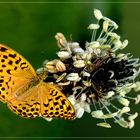 Spitzwegerichblüte mit Weibchen vom Kaisermantel (Argynnis paphia)