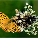 Spitzwegerichblüte mit Weibchen vom Kaisermantel (Argynnis paphia)