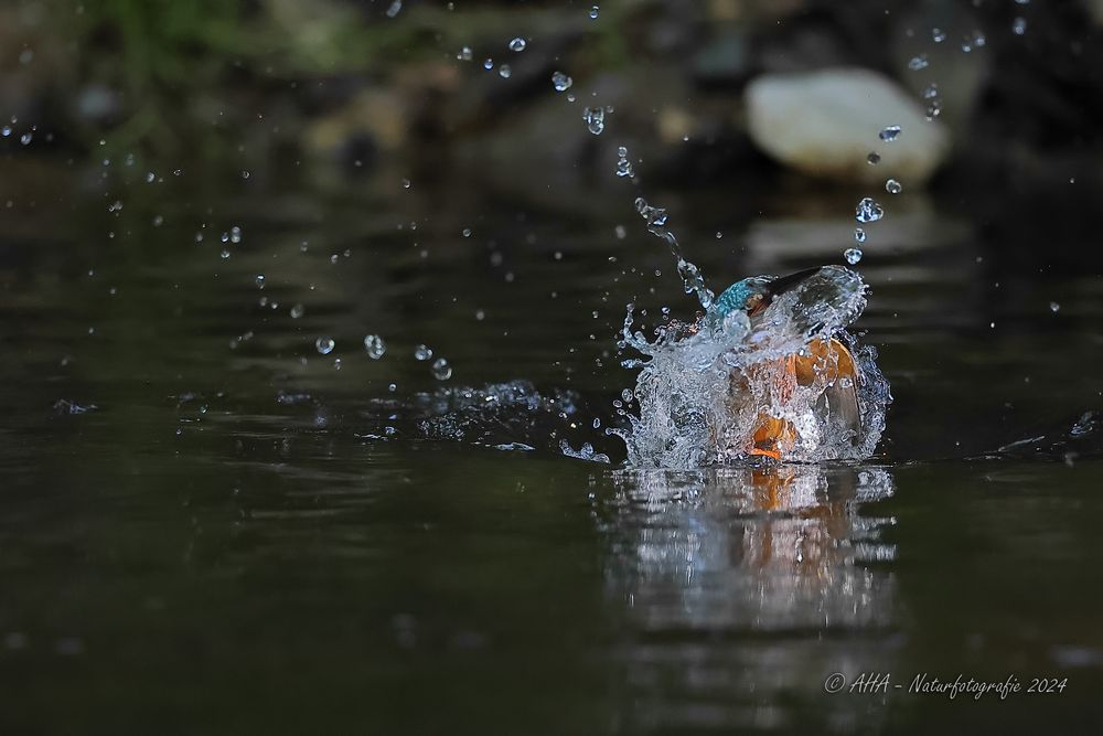 Splash....!