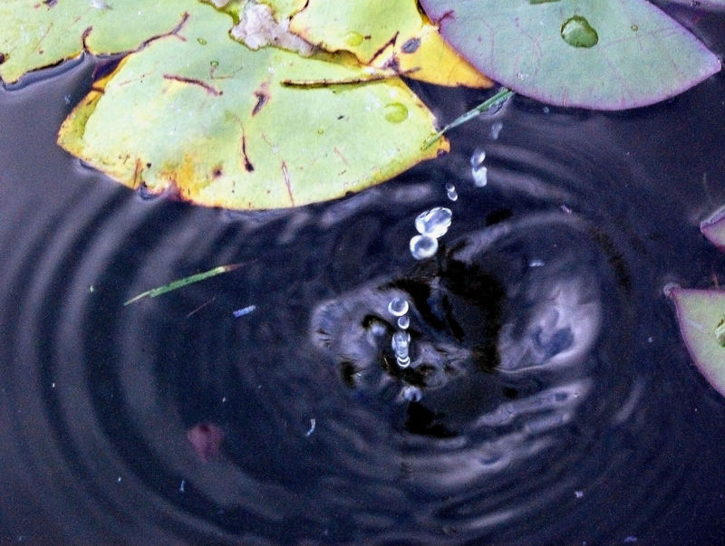 Splash Amongst the Lilly's