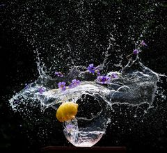 splash