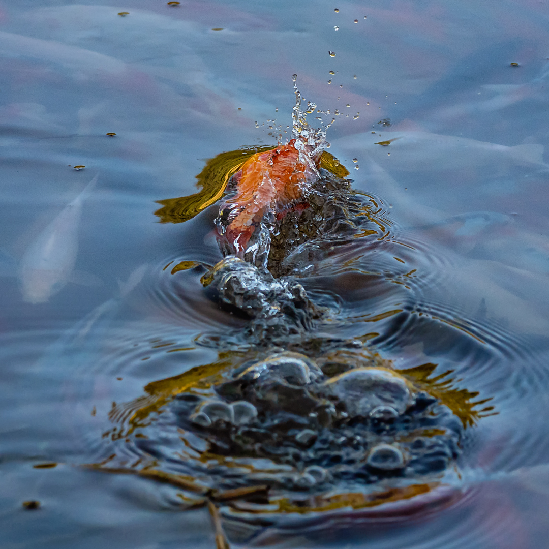 Splash - der springende Goldfisch