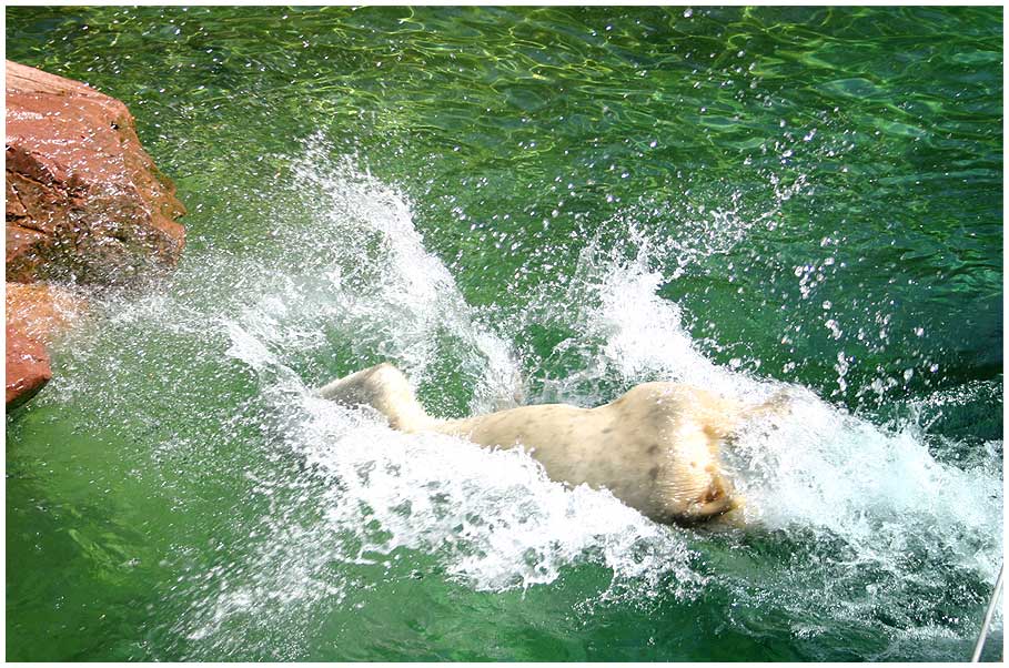 Splash! - kommt ein Eisbär geflogen