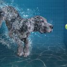 SplashDog