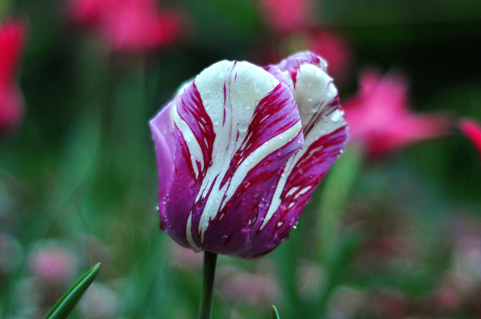 splashed tulip