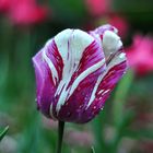 splashed tulip