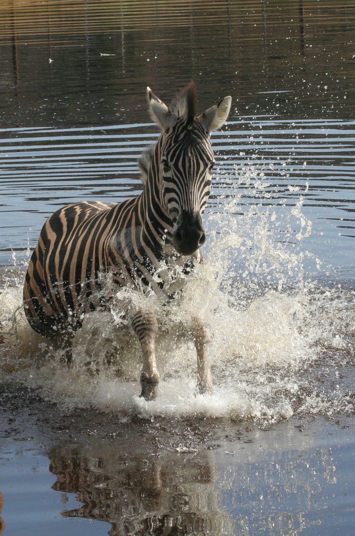 "Splashing Zebra"