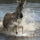 "Splashing Zebra"