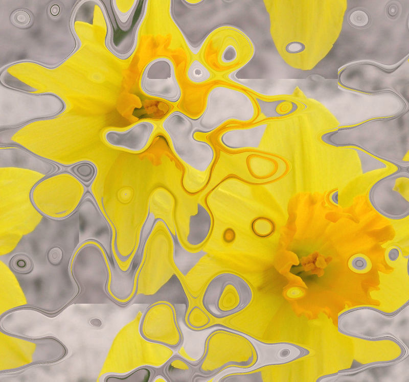 Splashy Daffodil