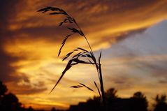 splendeur d'une simple graminée... au couchant !