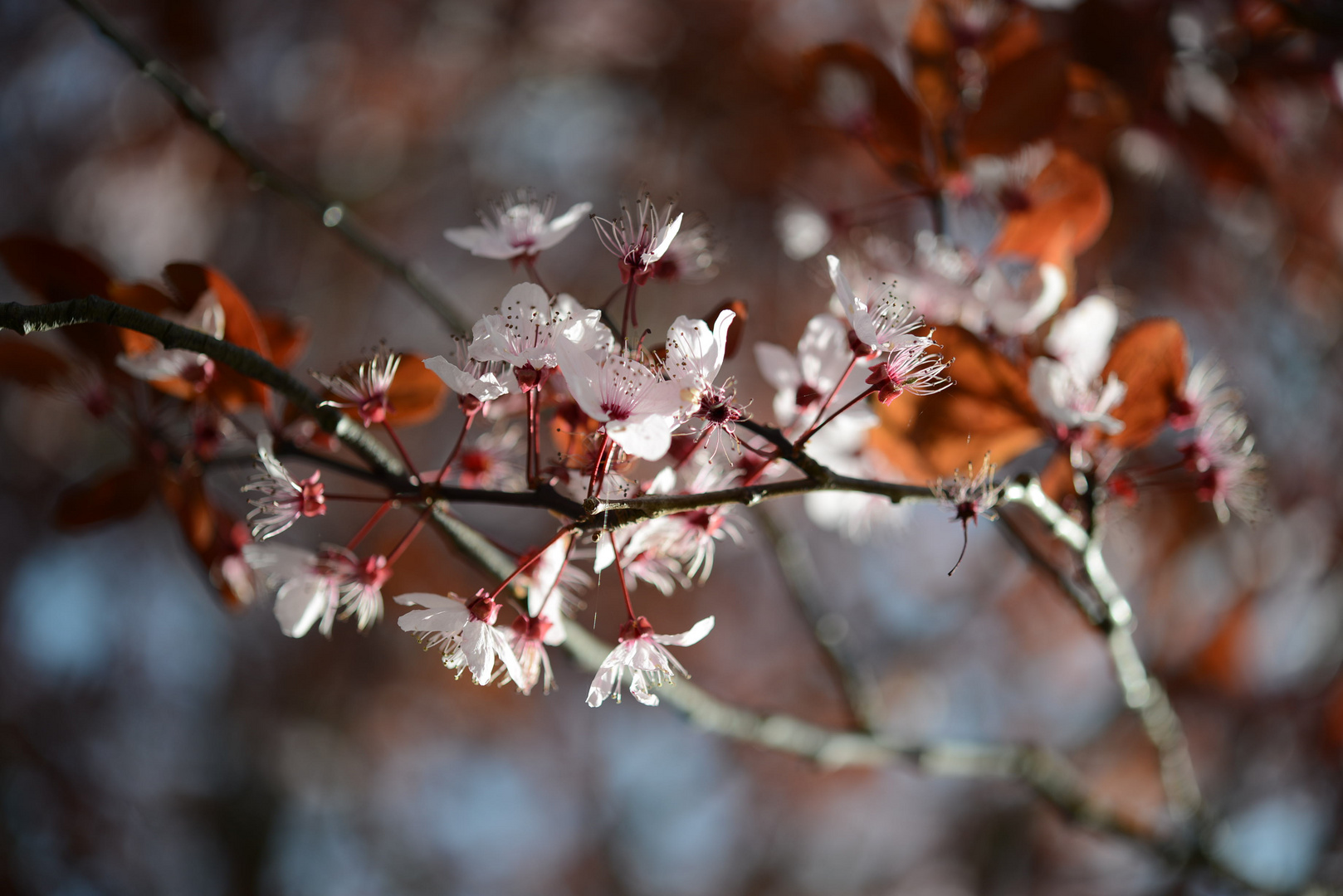 SPLENDEURS DU PRINTEMPS