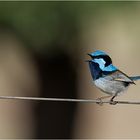 Splendid fairy wren