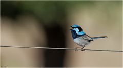 Splendid fairy wren