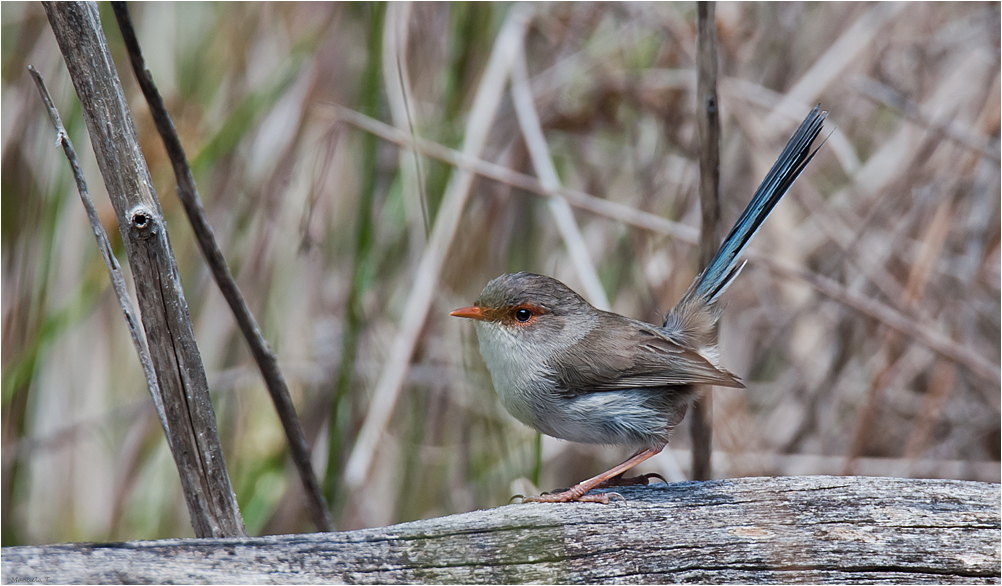 Splendid fairy wren