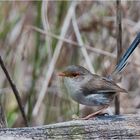 Splendid fairy wren