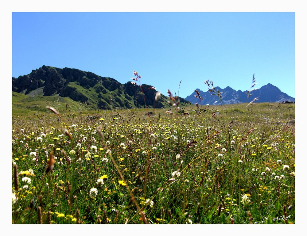 Splendida fioritura