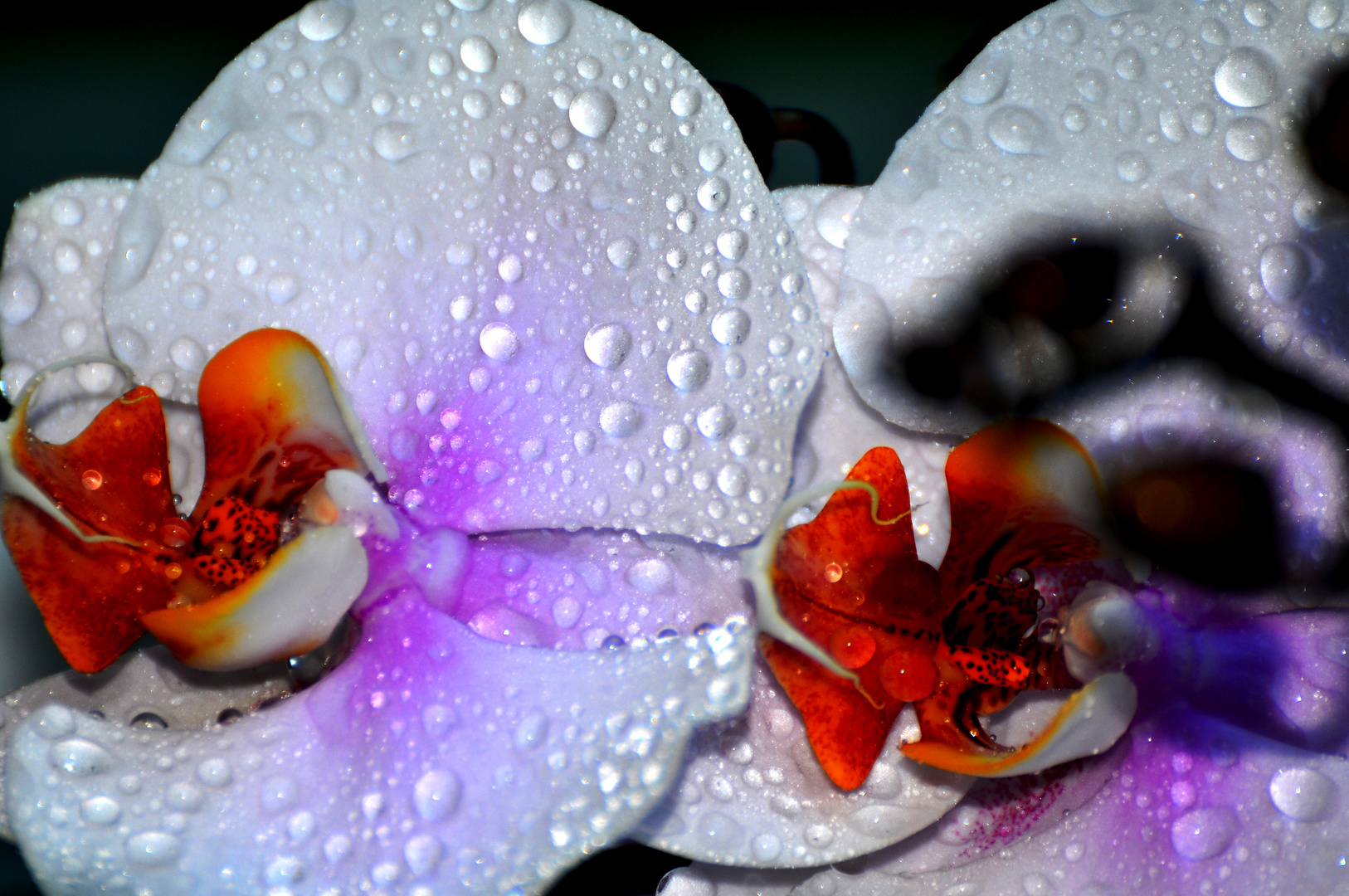 splendides fleur d'orchidée phaleanopsis sous la pluie