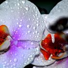 splendides fleur d'orchidée phaleanopsis sous la pluie