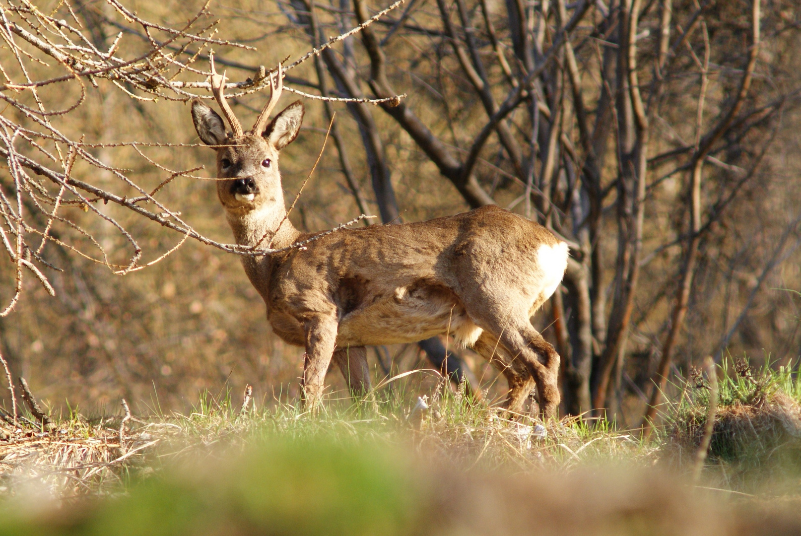 splendido maschio