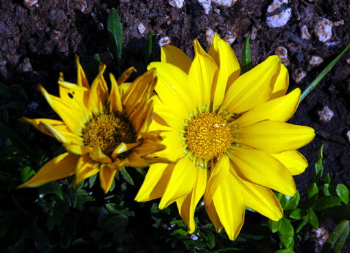 splendore della Primavera pugliese