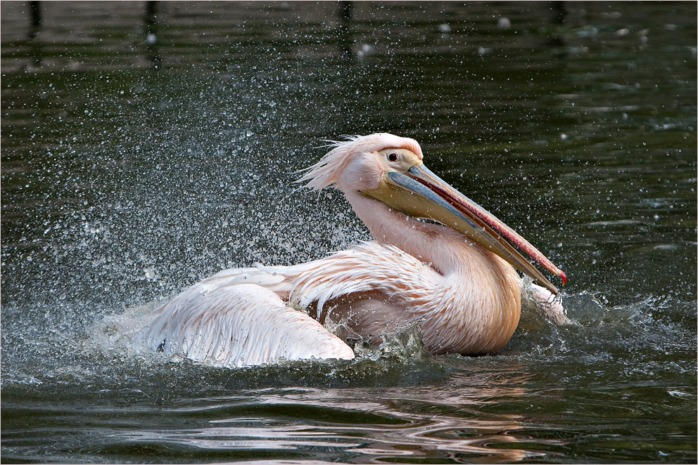 Splish, Splash ...