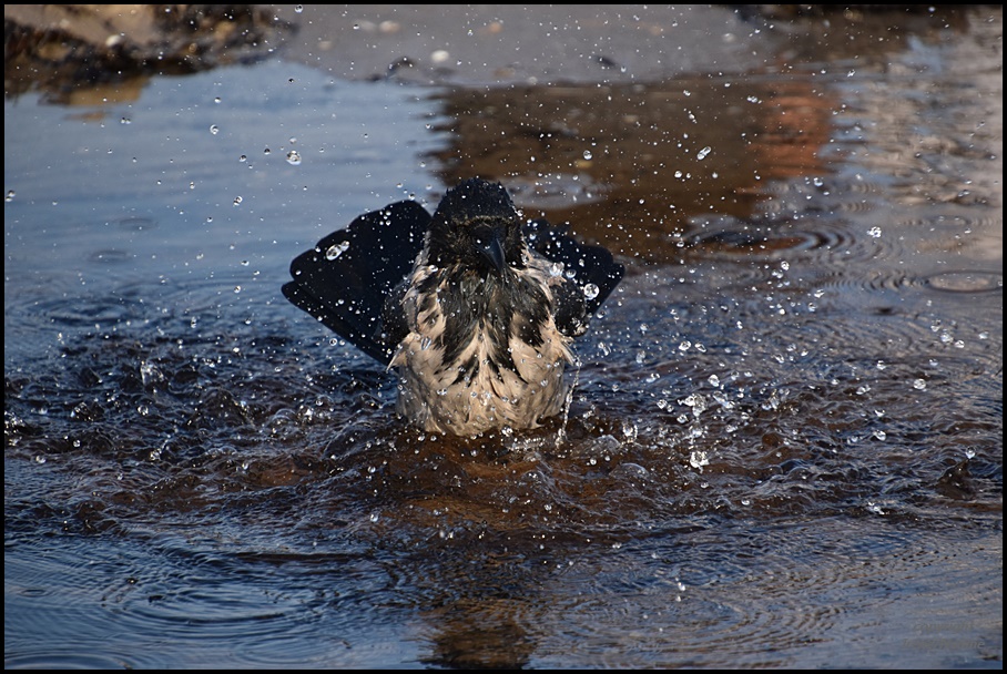 Splish Splash