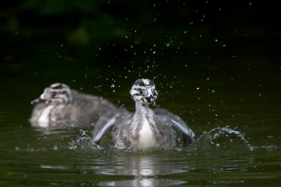 Splish Splash