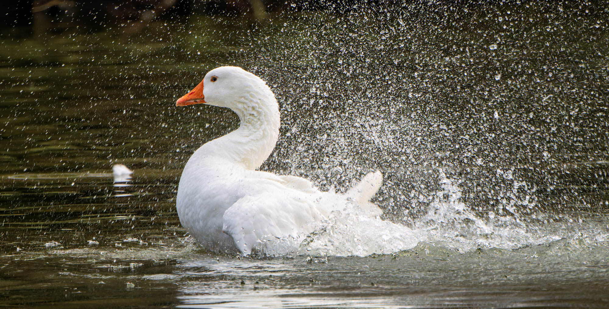 "splish splash"