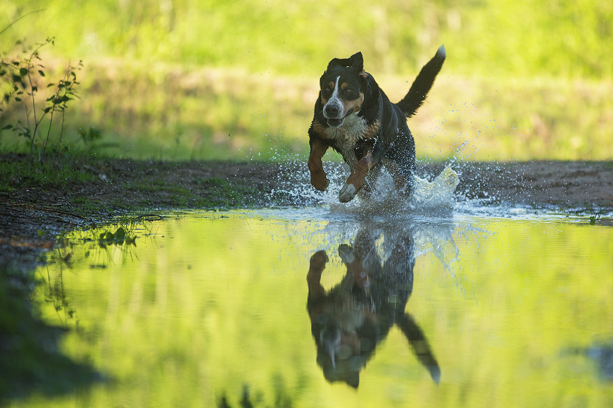 splish splash