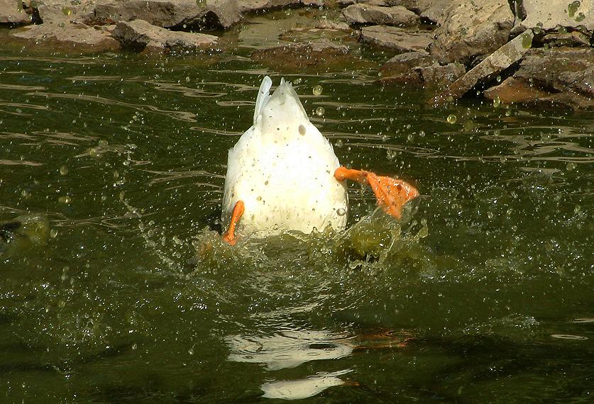 Splish Splash von Anni Wolf