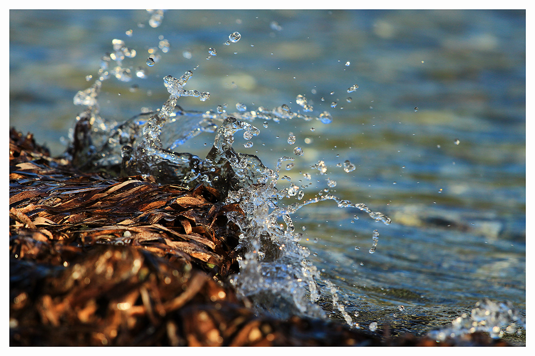 splish splash... Algen waschen...:-)))