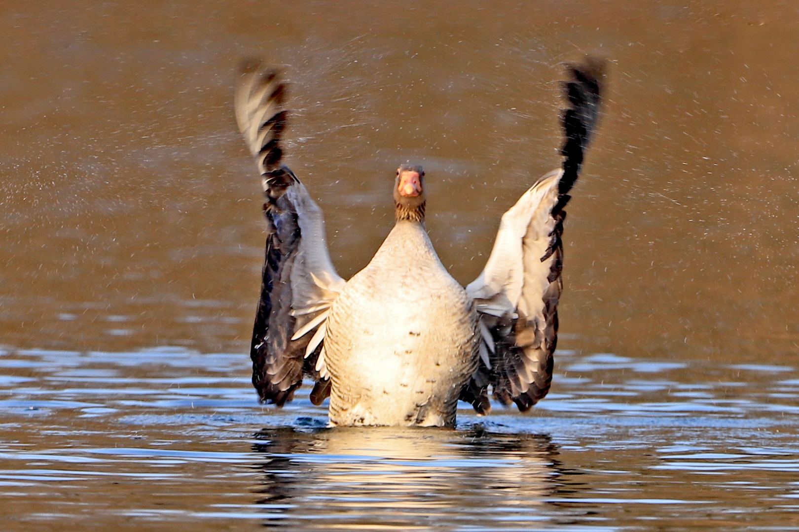 Splish Splash...